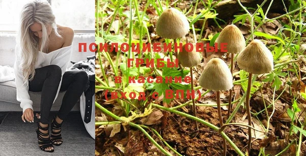 стаф Белокуриха